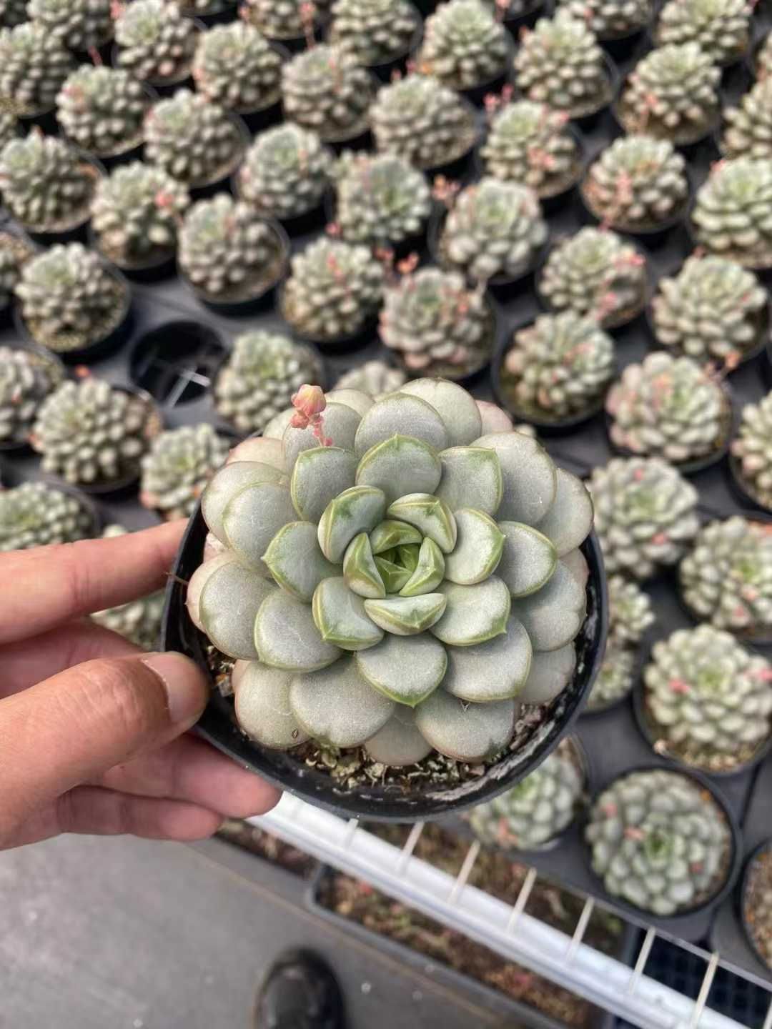 新規オープン記念 ブドウ×30株 多肉植物 抜き苗 エケベリア セダム