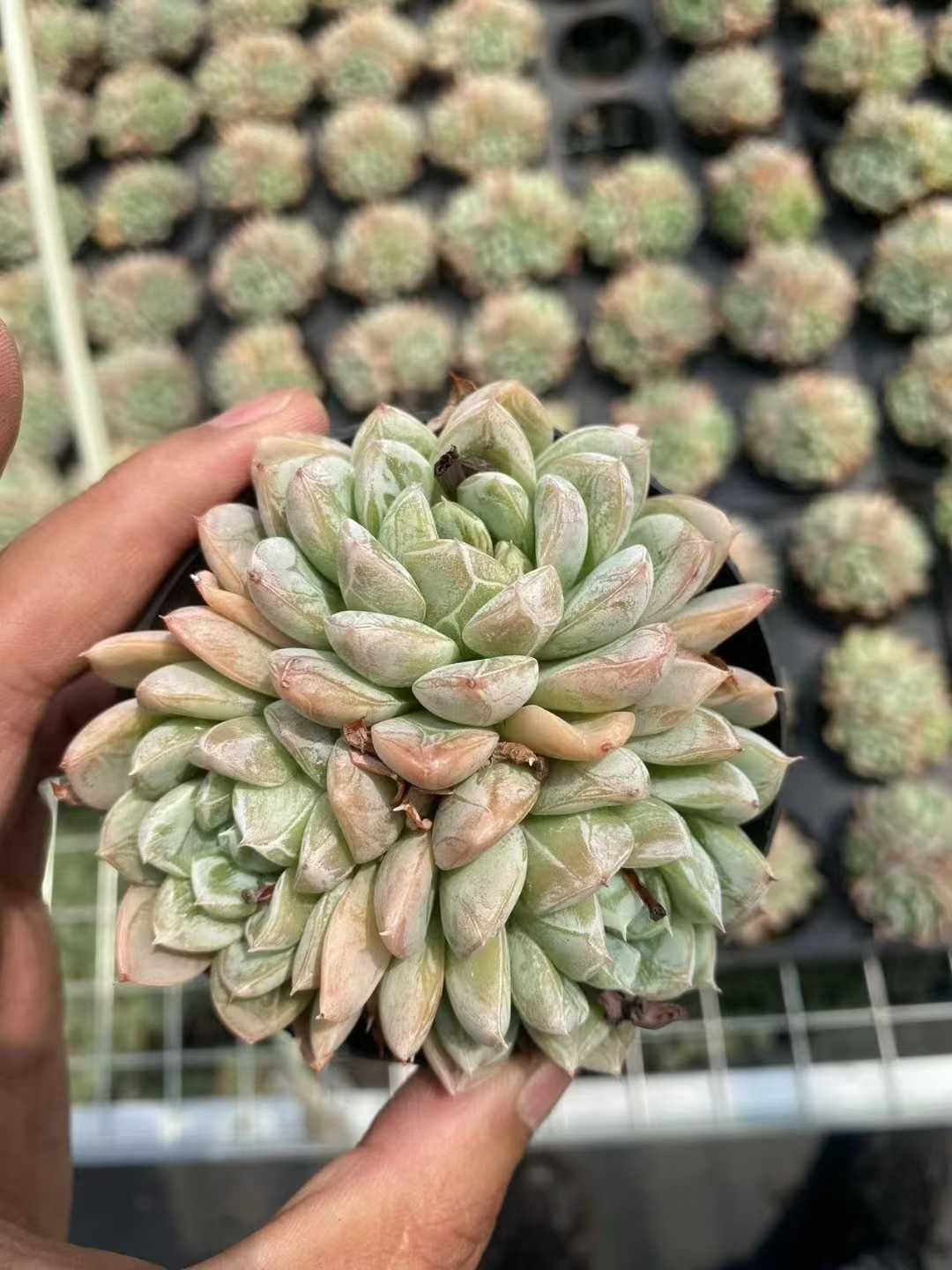 新規オープン記念 雪姫群生×30株 多肉植物 抜き苗 エケベリア セダム アエオニウム 韓国苗 寄せ植え 詰め合わせ MT 617