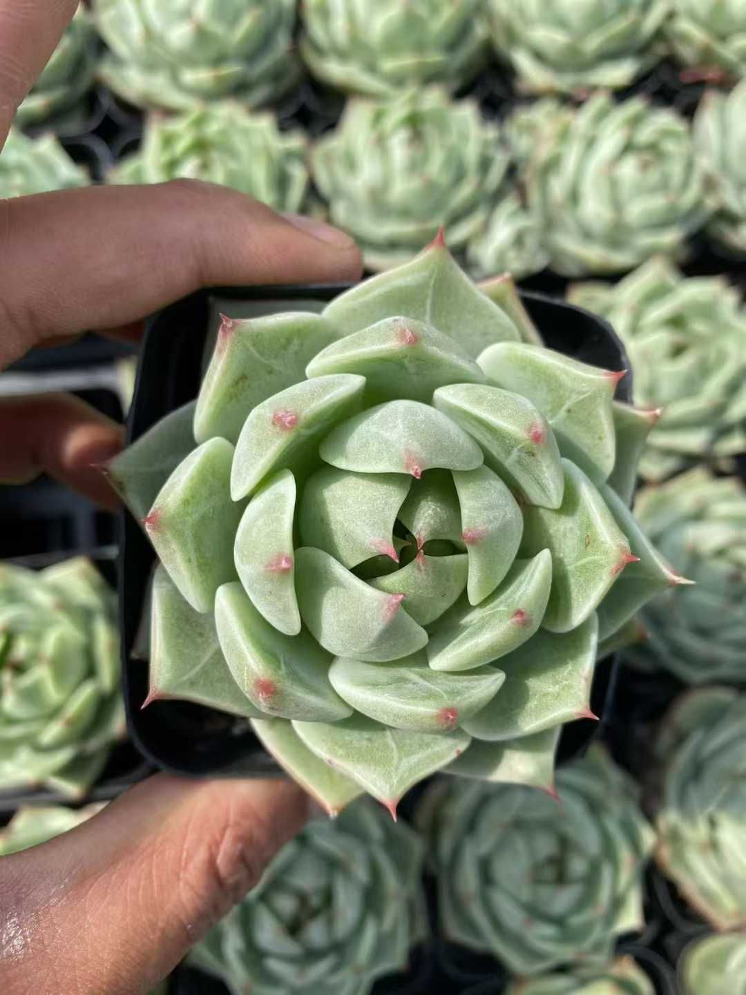 新規オープン記念 グリーン美人×54株 多肉植物 抜き苗 エケベリア セダム アエオニウム 韓国苗 寄せ植え 詰め合わせ MT 641