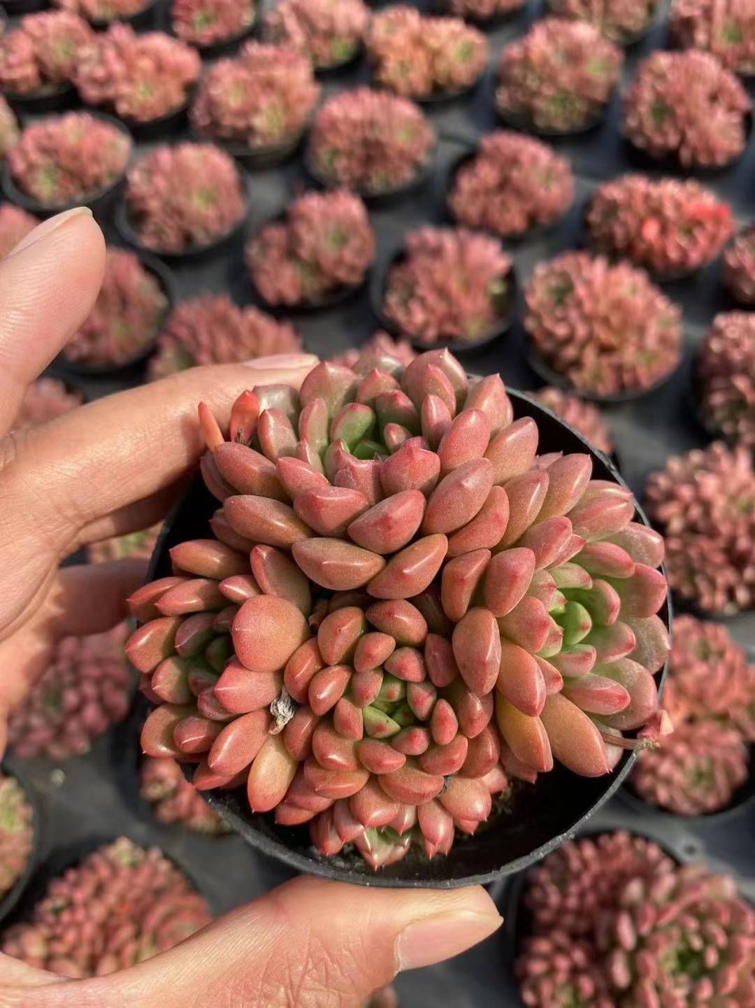 新規オープン記念 ルビー群生 36株 多肉植物 抜き苗 エケベリア セダム アエオニウム 韓国苗 寄せ植え 詰め合わせ MT 631