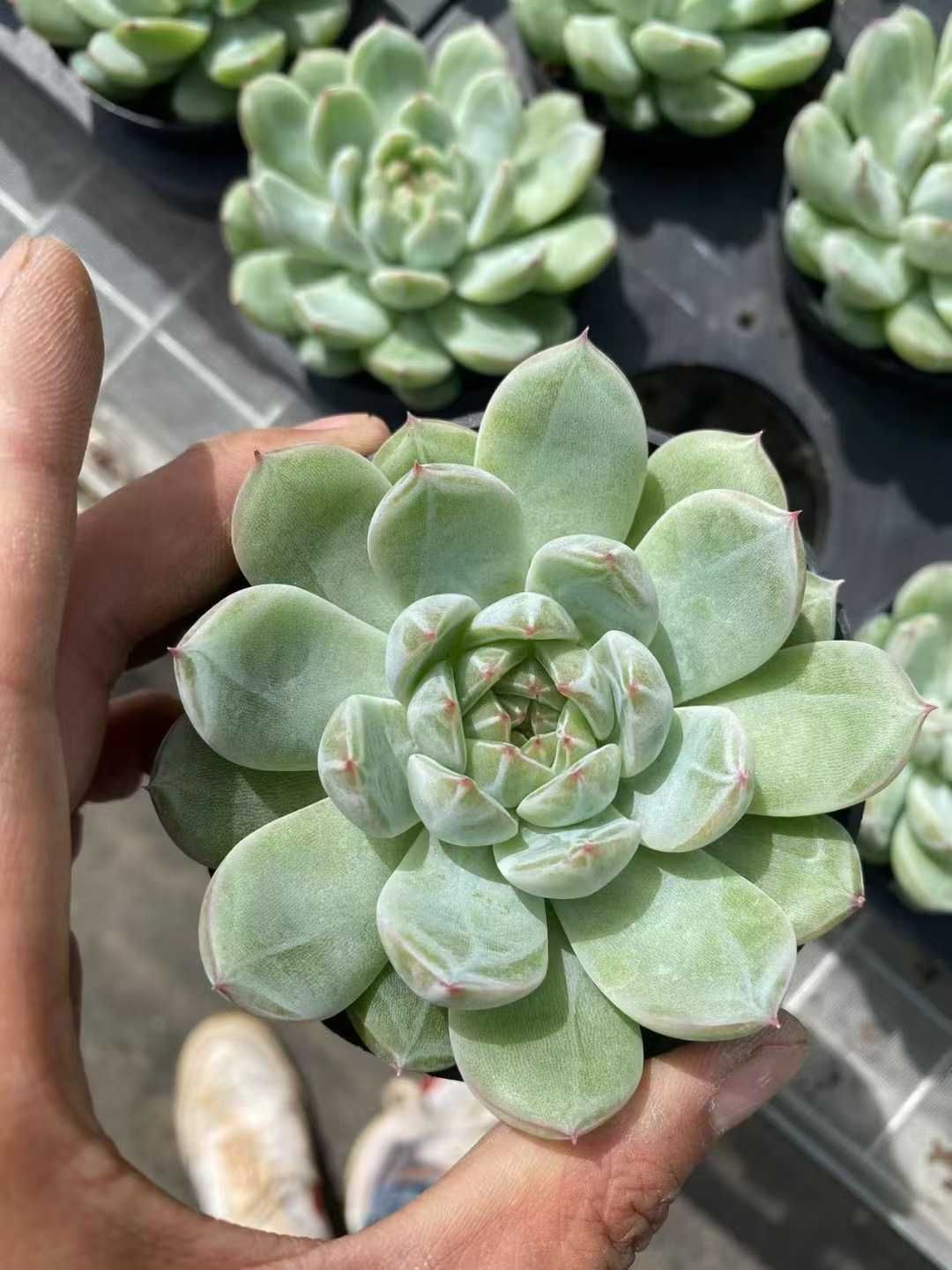 新規オープン記念 スノージェニー×35株 多肉植物 抜き苗 エケベリア セダム アエオニウム 韓国苗 寄せ植え 詰め合わせ MT 645