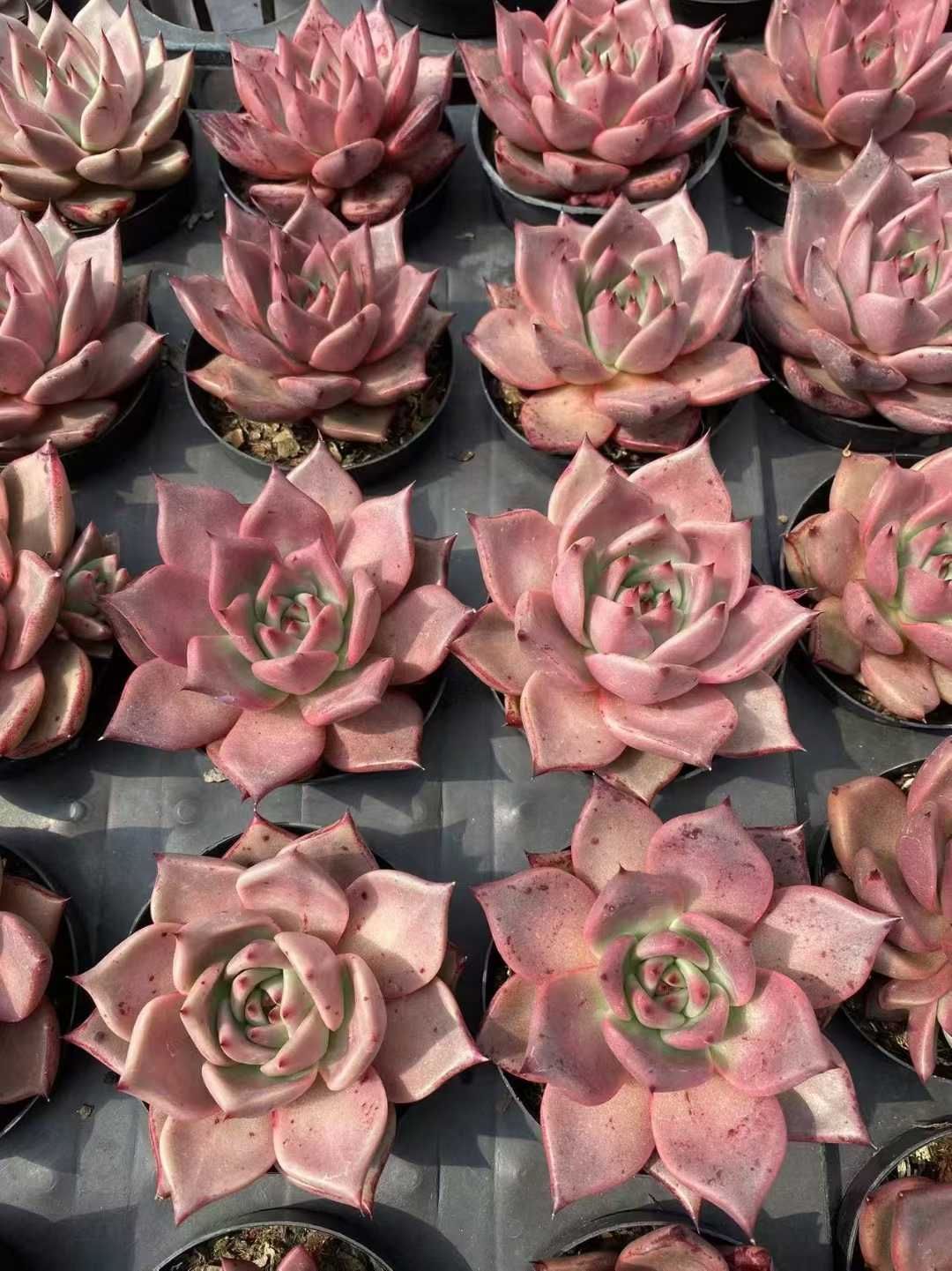 新規オープン記念 血羅×36株 多肉植物 抜き苗 エケベリア セダム アエオニウム 韓国苗 寄せ植え 詰め合わせ MT 636