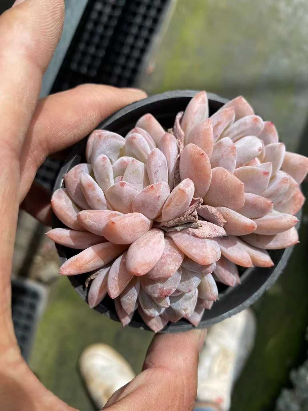 新規オープン記念 モンロー群生 35株 多肉植物 抜き苗 エケベリア セダム アエオニウム 韓国苗 寄せ植え 詰め合わせ MT 649