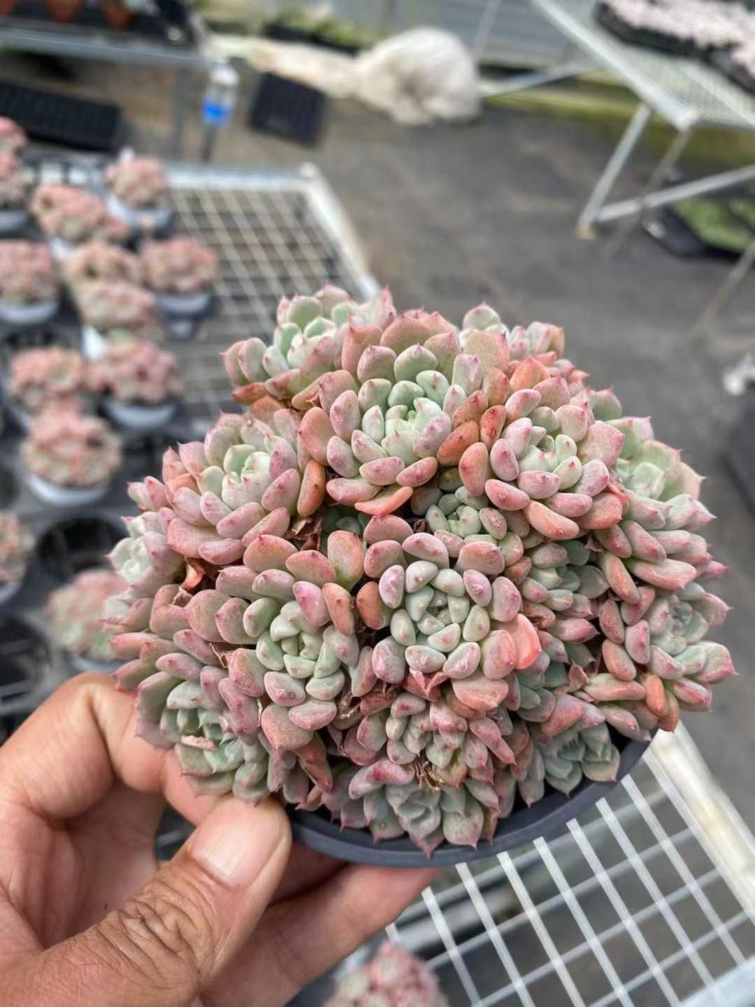 新規オープン記念 キュートバブル群生×24株 多肉植物 抜き苗