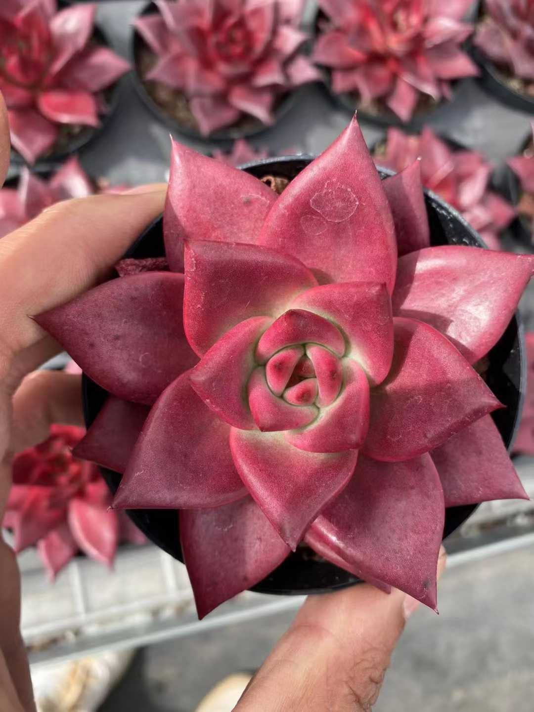 新規オープン記念 ロビン 35株 多肉植物 抜き苗 エケベリア セダム アエオニウム 韓国苗 寄せ植え 詰め合わせ MT 659