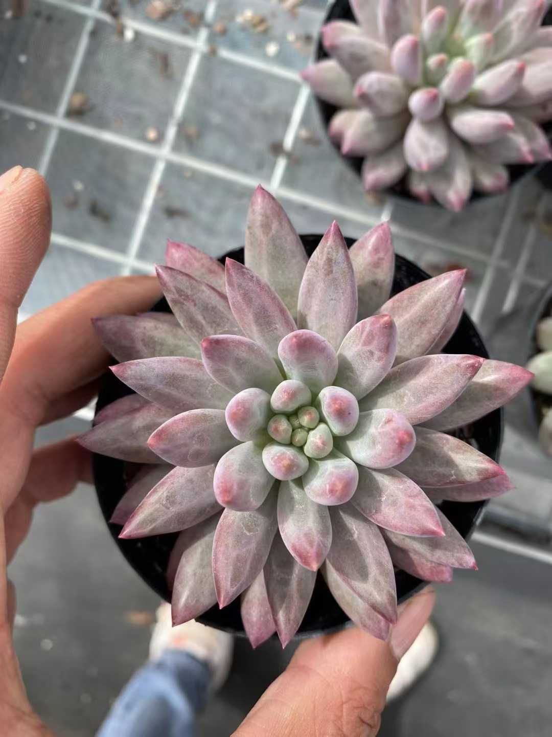 新規オープン記念 ソロモン 35株 多肉植物 抜き苗 エケベリア セダム アエオニウム 韓国苗 寄せ植え 詰め合わせ MT 661