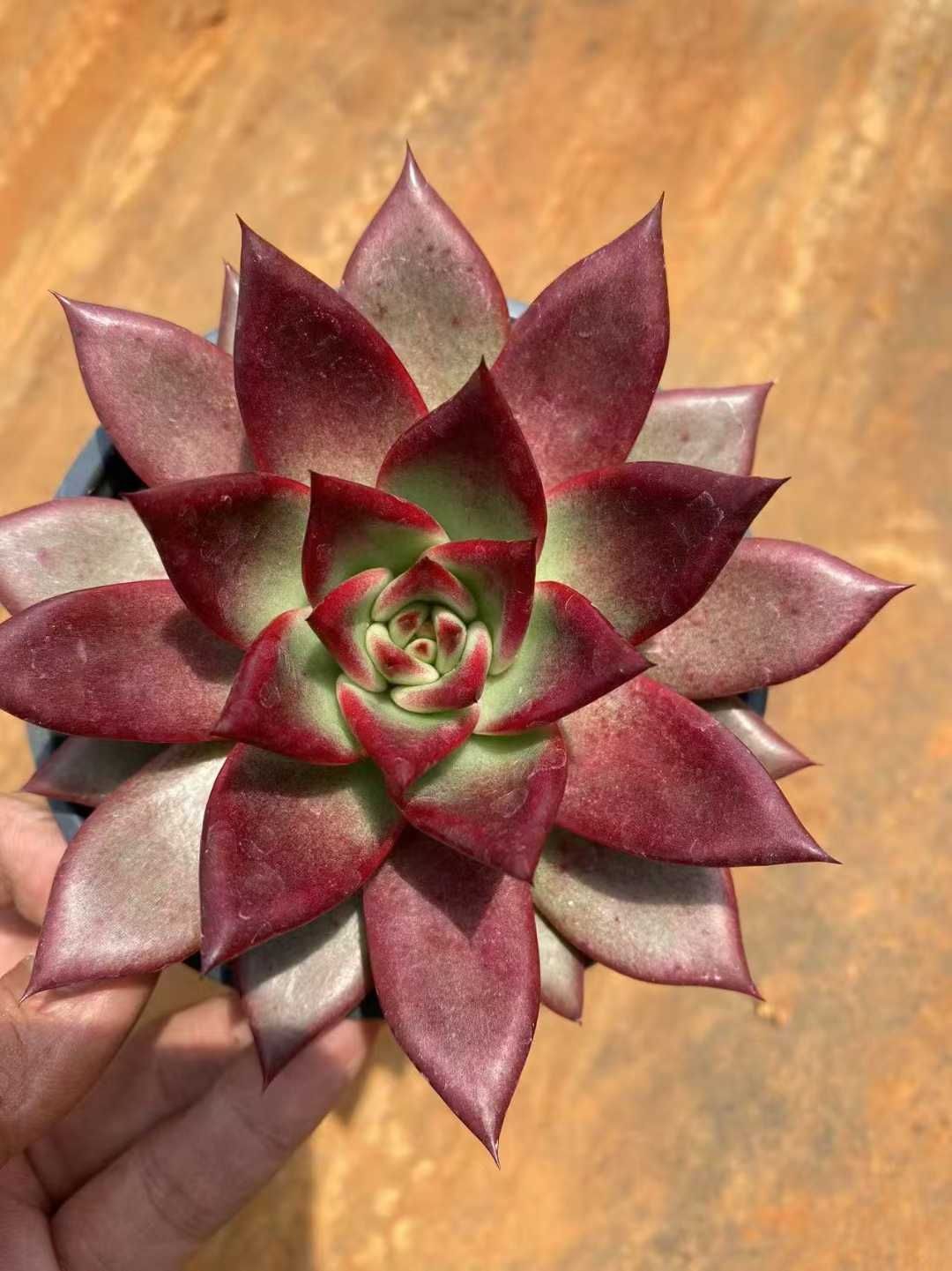 新規オープン記念 浅グリーン・マルガン×24株 多肉植物 抜き苗