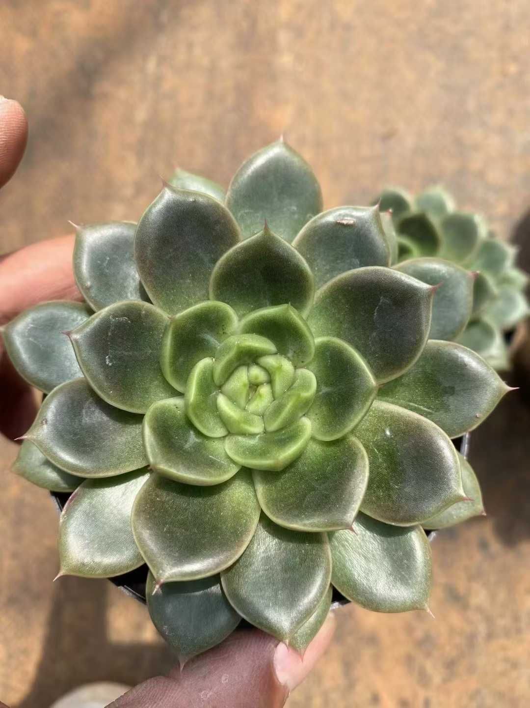 Top【選抜株】多肉植物　360741コーラル ジェニー　35個　鉢無し/脱土 新入荷 ブラックジェニー×35株 多肉植物 抜き苗 エケベリア セダム