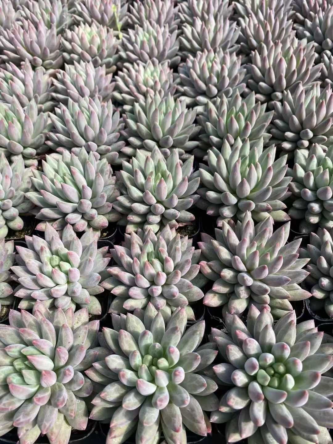 新規オープン記念 ソロモン 54株 多肉植物 抜き苗 エケベリア セダム アエオニウム 韓国苗 寄せ植え 詰め合わせ MT 650