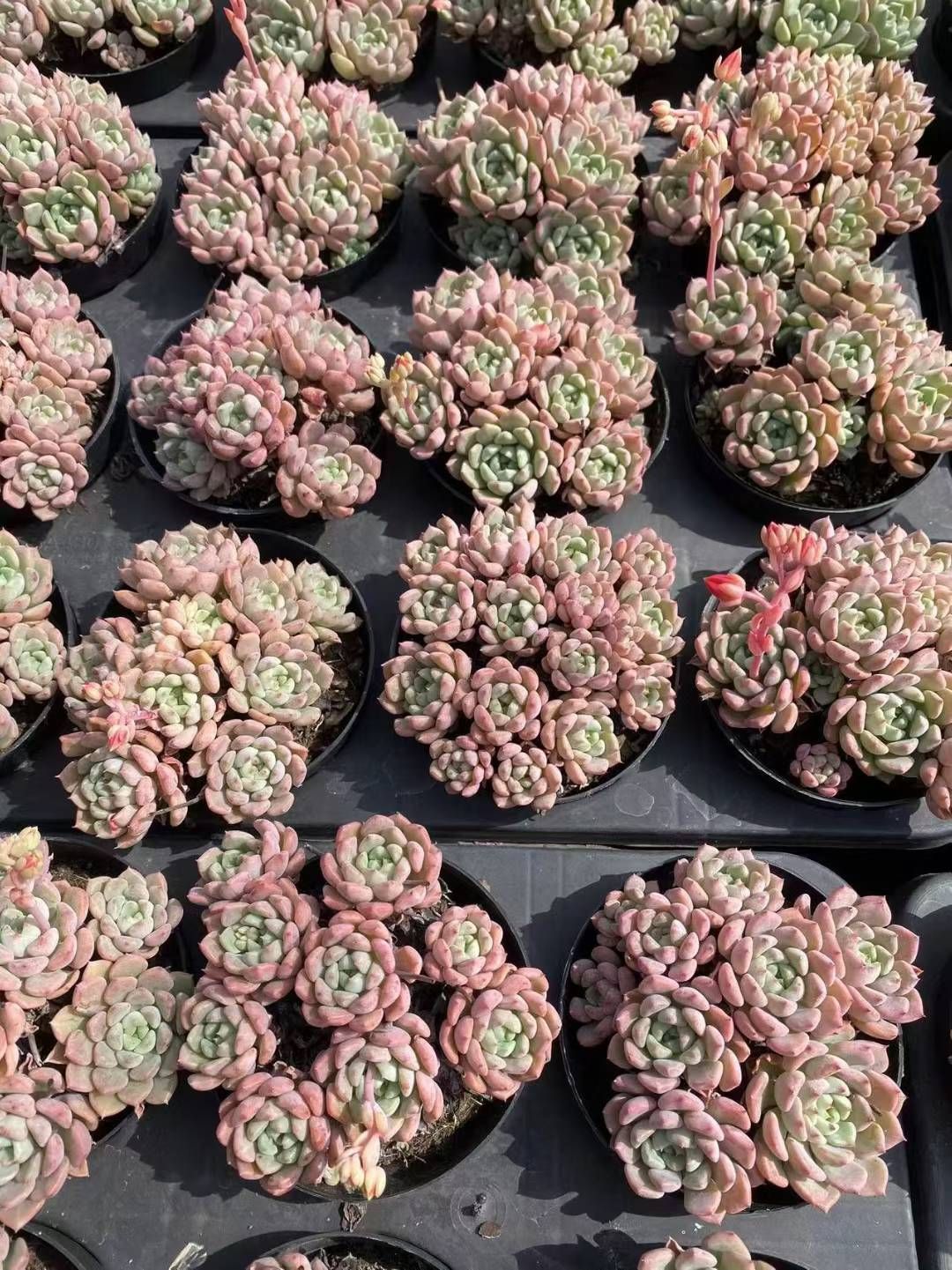 新規オープン記念 キュートバブル群生×36株 多肉植物 抜き苗