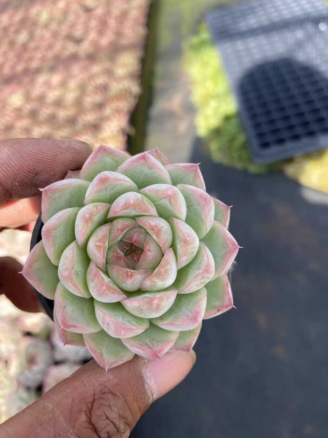 新入荷 トウクンバイオウ×54鉢 多肉植物 土鉢づき エケベリア セダム