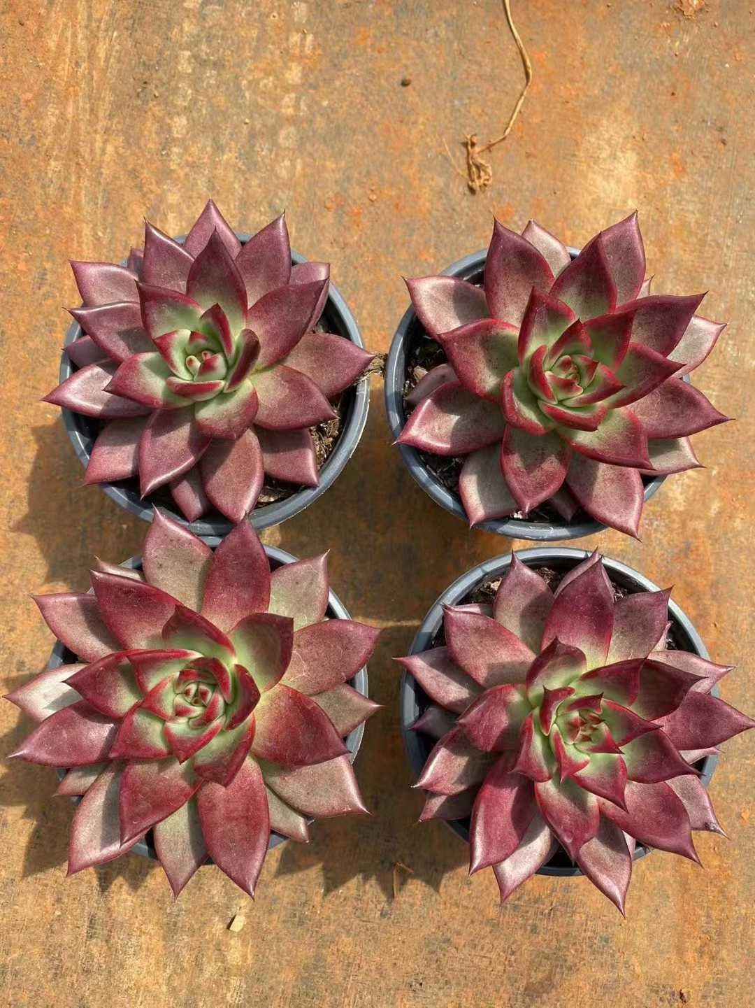 新規オープン記念 カシオ×6株 多肉植物 注文 抜き苗 エケベリア セダム