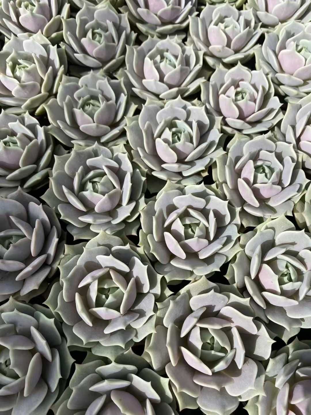 新規オープン記念 ルナレン×54株 多肉植物 抜き苗 エケベリア セダム