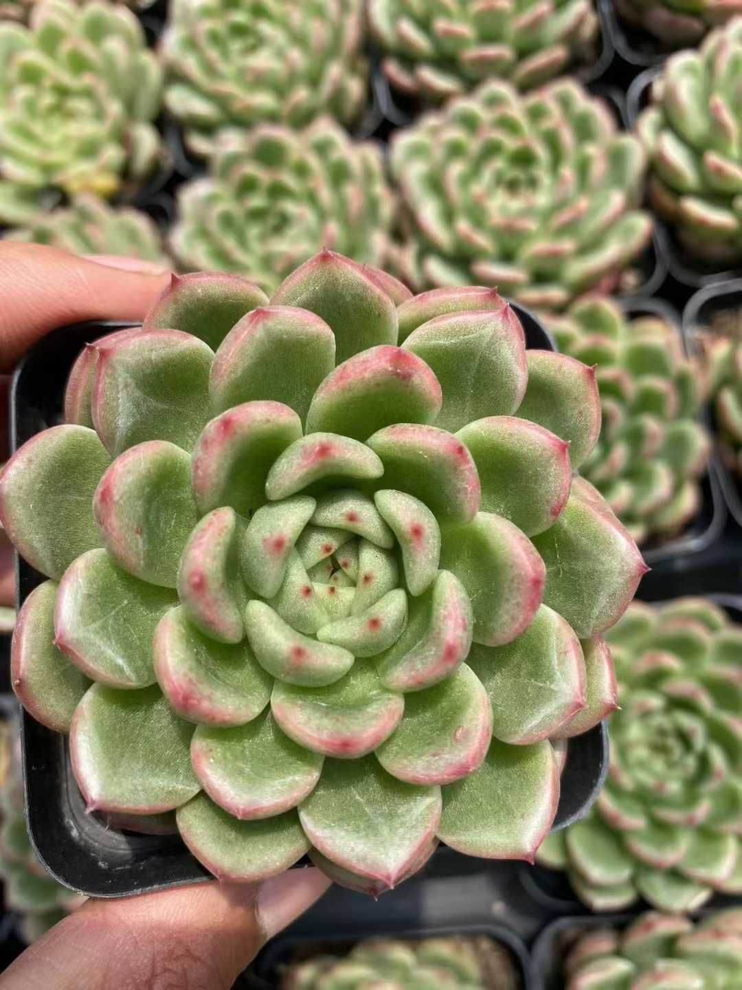 新規オープン記念 ピンクエッジ×54株 多肉植物 抜き苗 エケベリア セダム アエオニウム 韓国苗 寄せ植え 詰め合わせ MT 681