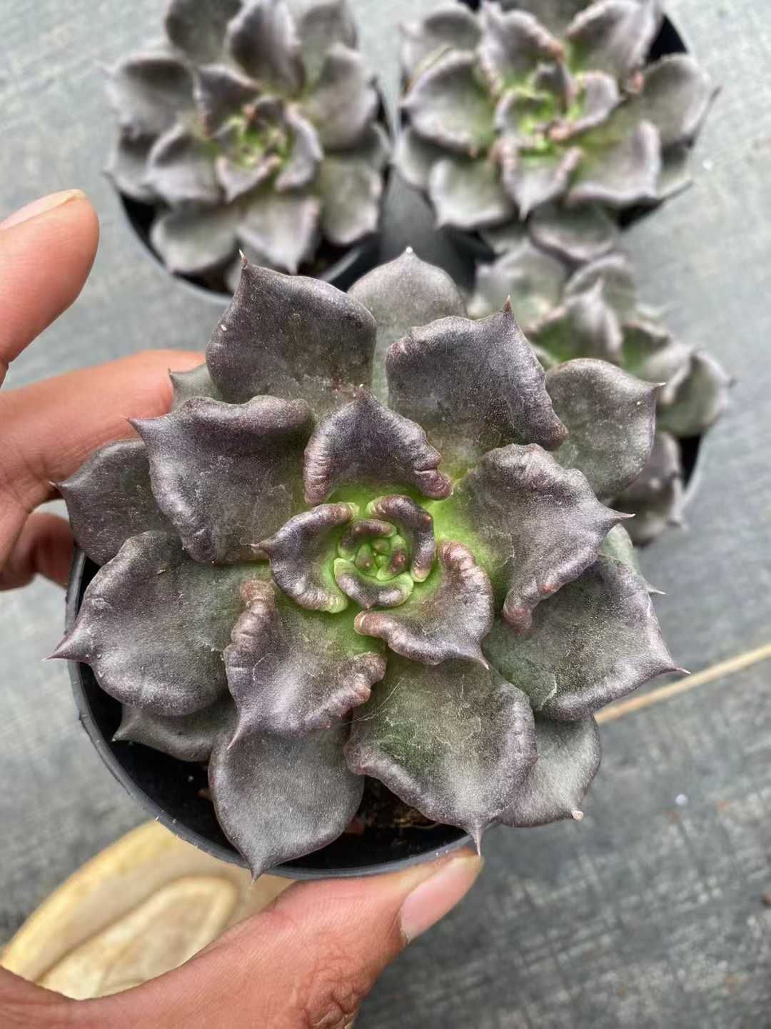 新規オープン記念 ブラックマディバ×30株 多肉植物 抜き苗 エケベリア