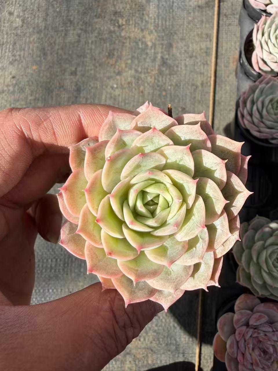 新入荷 アンスノー×54鉢 多肉植物 土鉢づき エケベリア セダム