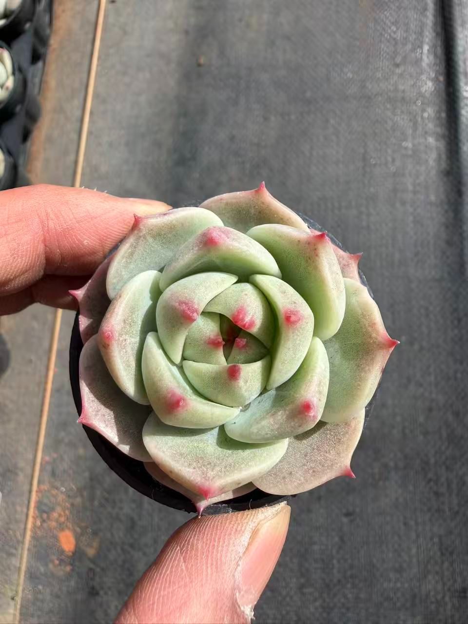 新入荷 ルーズストーンブルー×54鉢 多肉植物 土鉢づき エケベリア