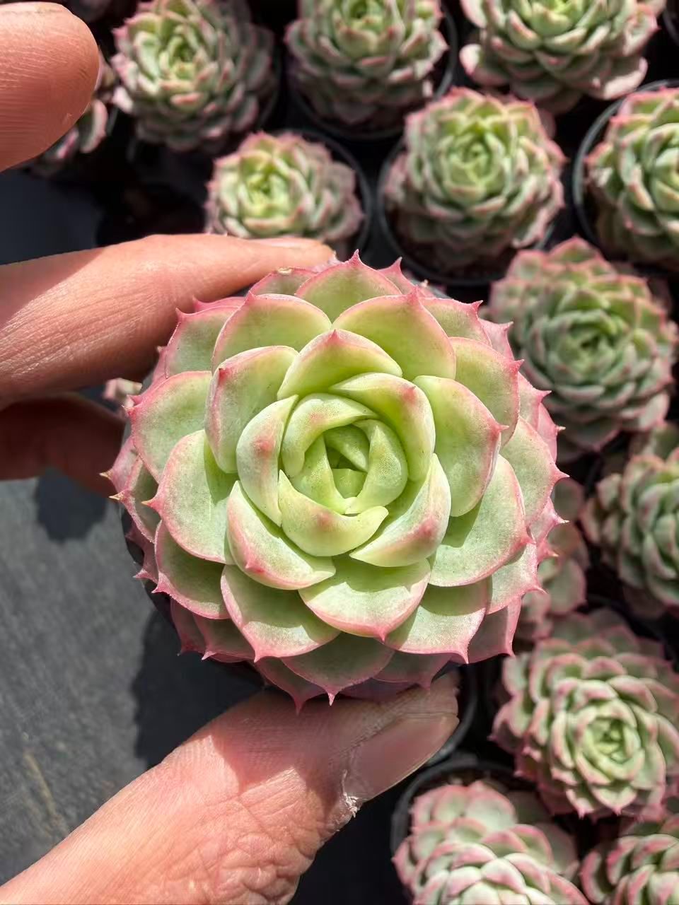 新入荷 サンライムペッパー×54鉢 多肉植物 土鉢づき エケベリア セダム