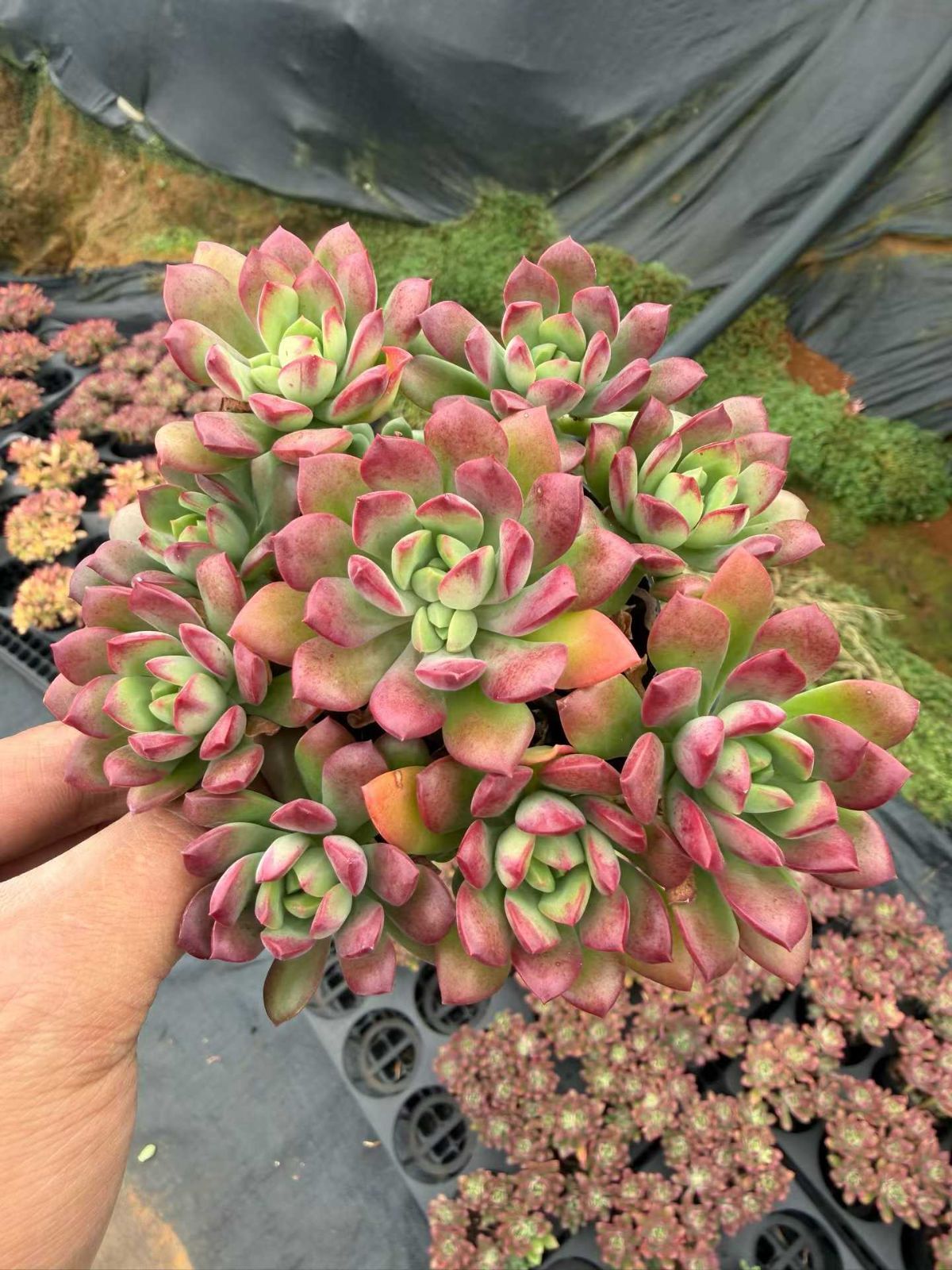 新入荷 ミニベル×18鉢 多肉植物 土鉢づき エケベリア セダム