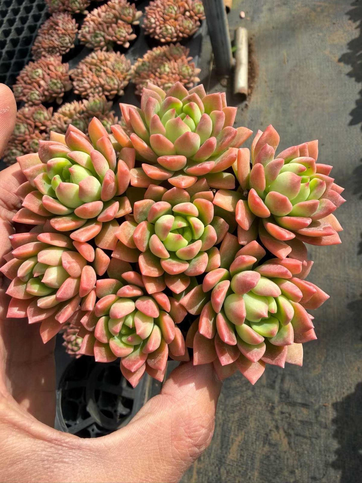 新入荷 マックス×18鉢 多肉植物 土鉢づき エケベリア セダム