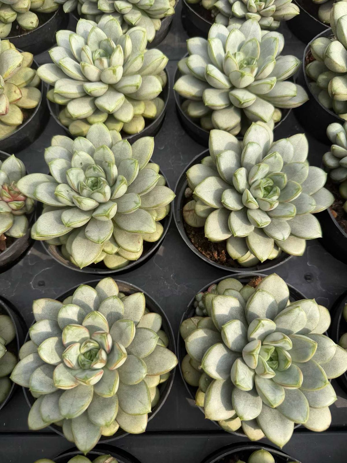 新規オープン記念 ブドウ×12株 多肉植物 抜き苗 エケベリア セダム