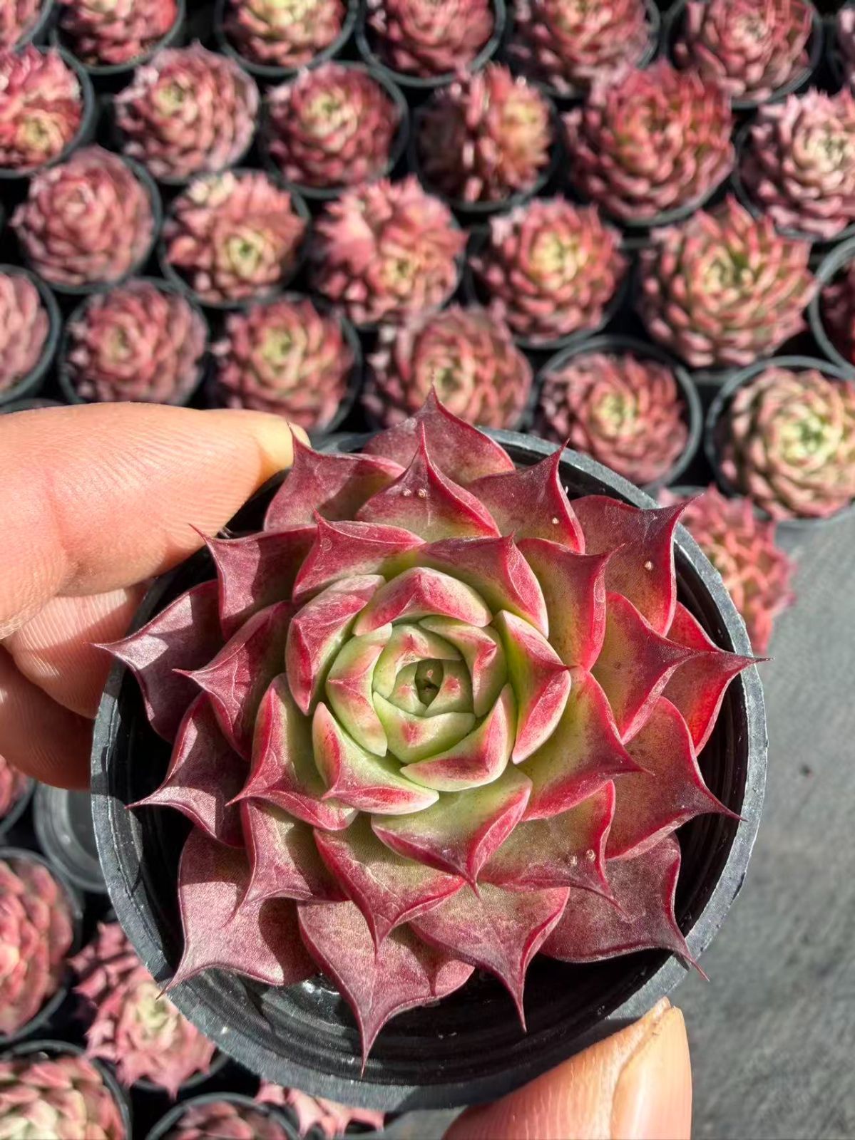 新入荷 チビボラ×54鉢 多肉植物 土鉢づき エケベリア セダム