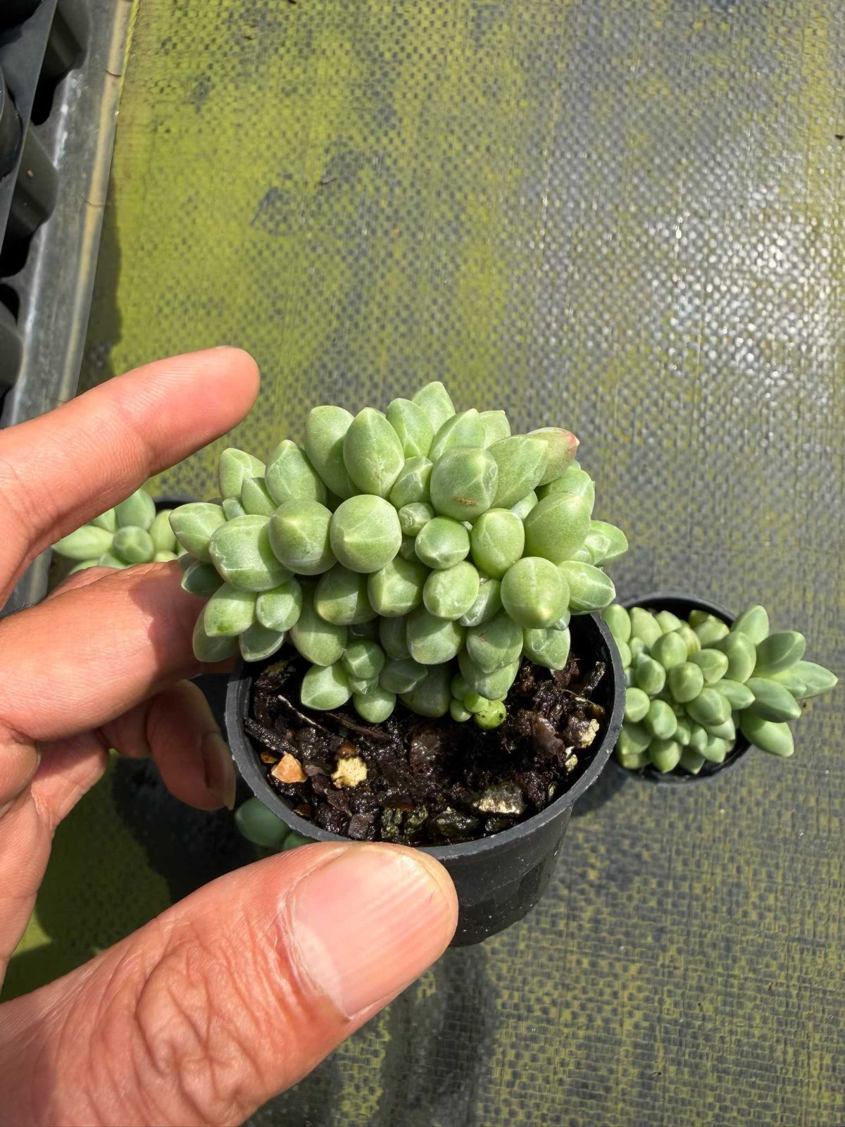 新規オープン記念 キュートバブル群生×24株 多肉植物 抜き苗