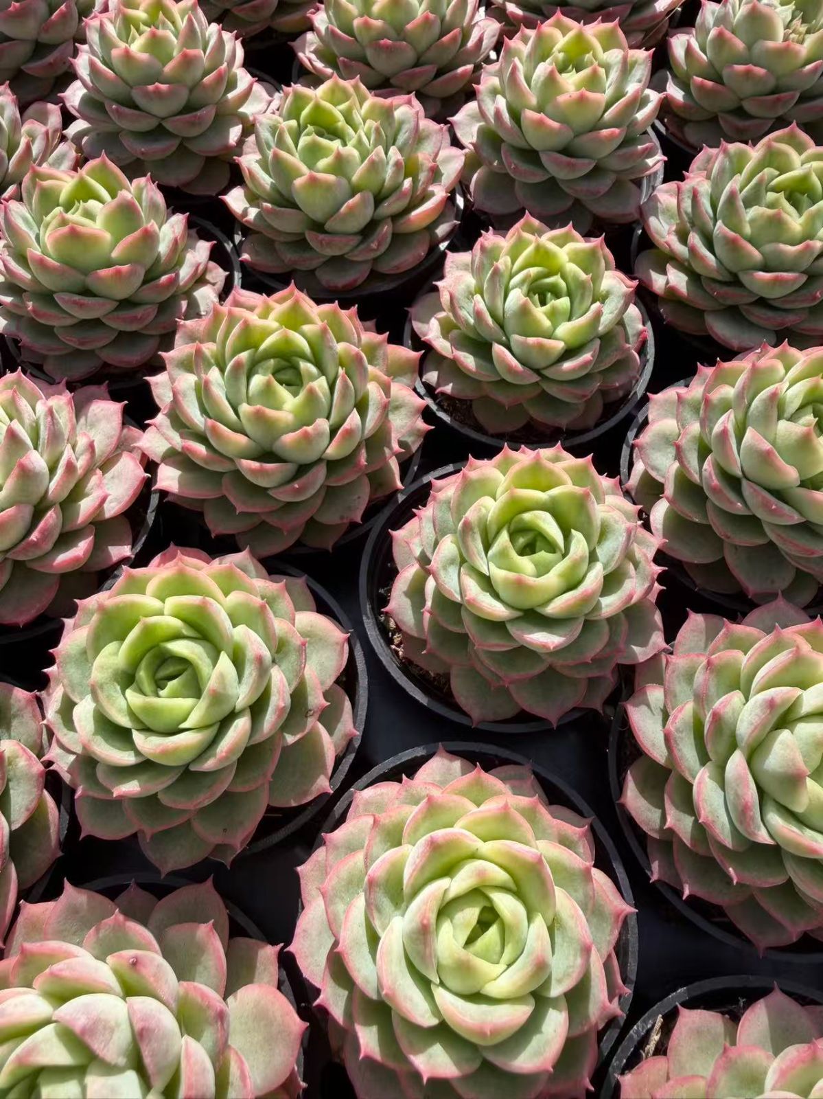 新入荷 サンライムペッパー×54鉢 多肉植物 土鉢づき エケベリア セダム