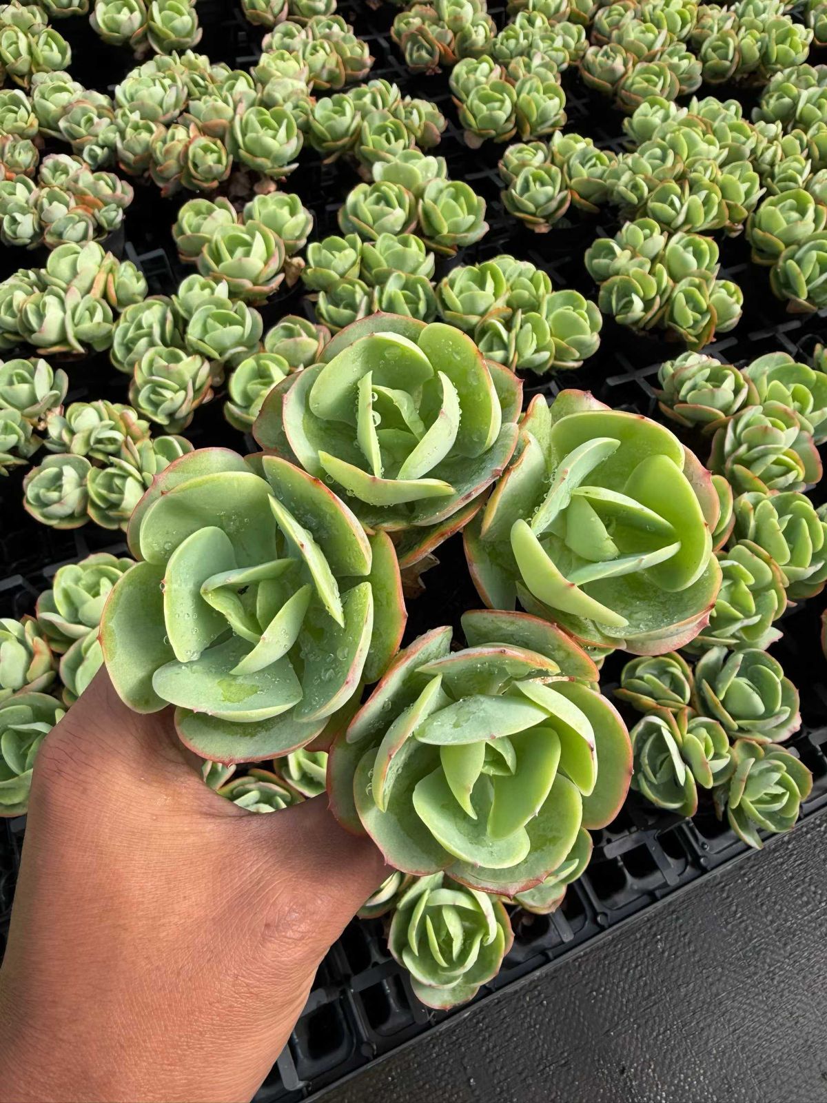 新規オープン記念 アイスラブリーローズ×18株 多肉植物 抜き苗