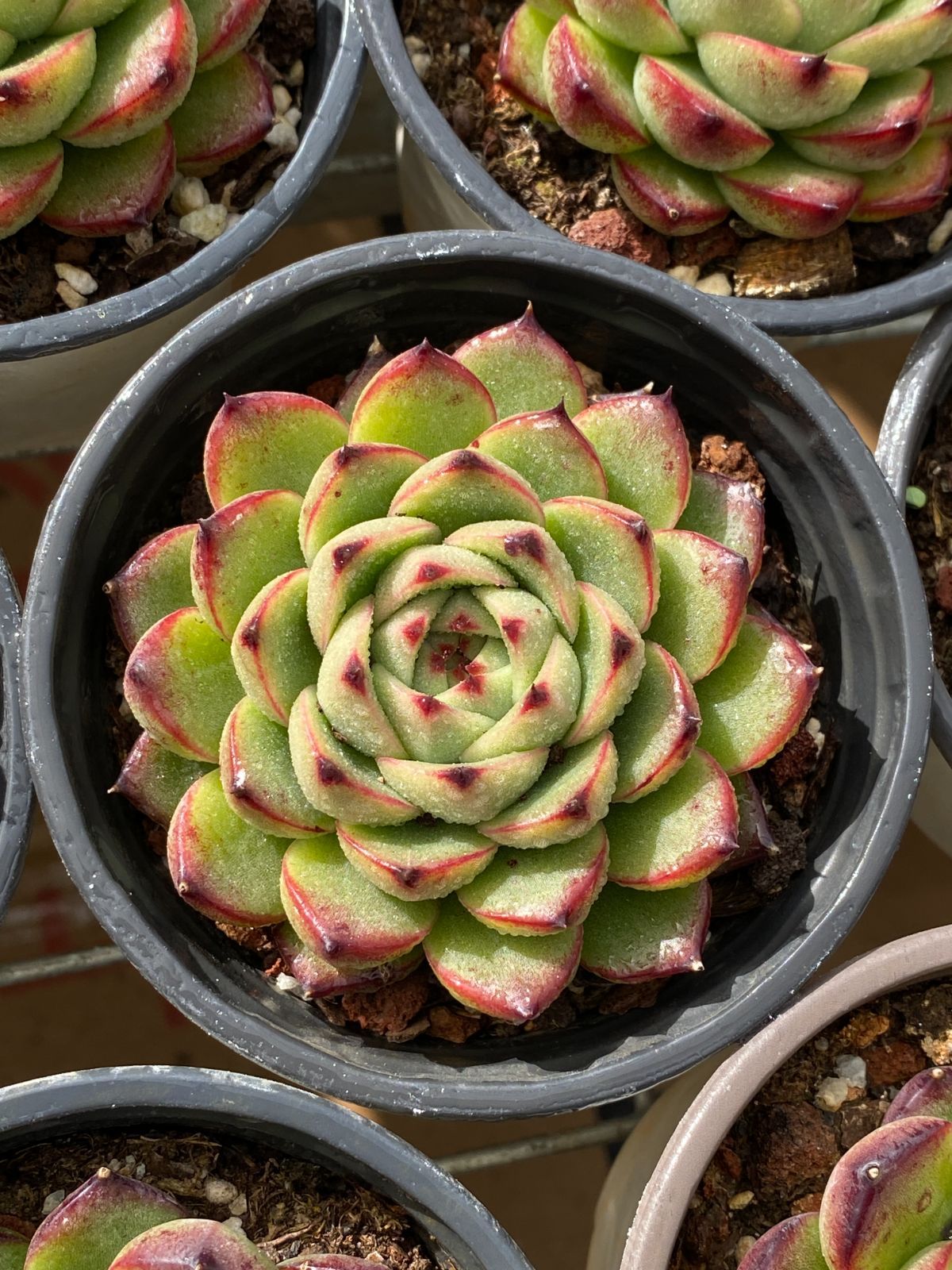 Z56×50苗 ムーンストーン 新入荷 抜き苗 多肉植物 詰め合わせ