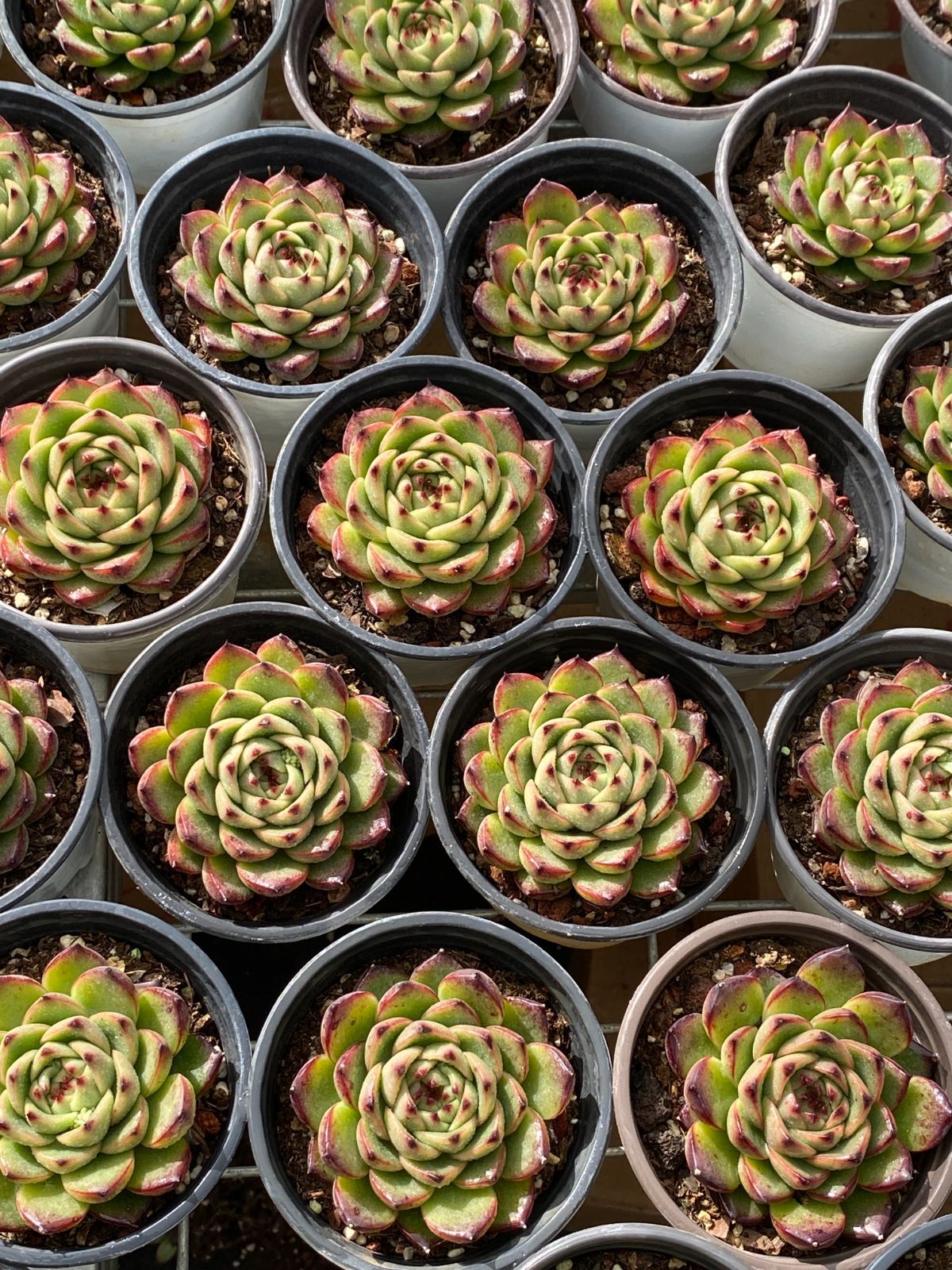 Z56×50苗 ムーンストーン 新入荷 抜き苗 多肉植物 詰め合わせ