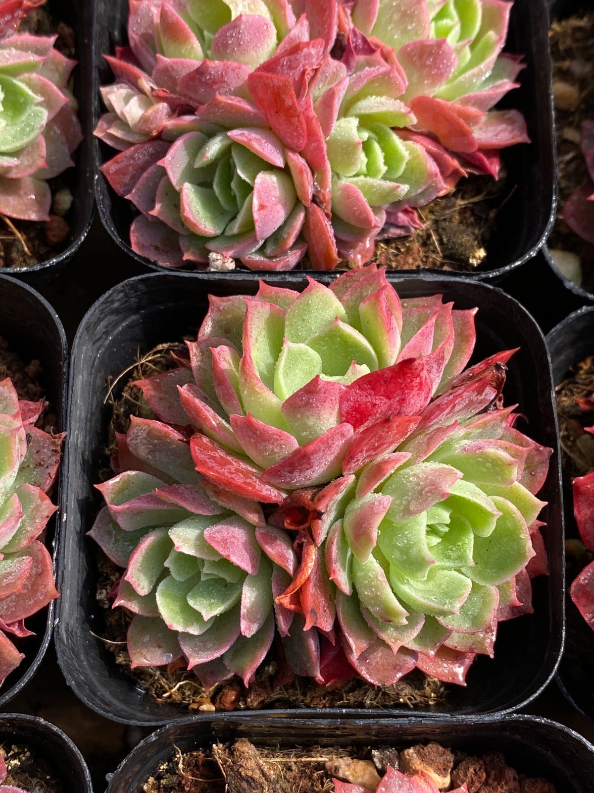 YP360×40苗 ソクエイ 新入荷 抜き苗 多肉植物 詰め合わせ アエオニウム