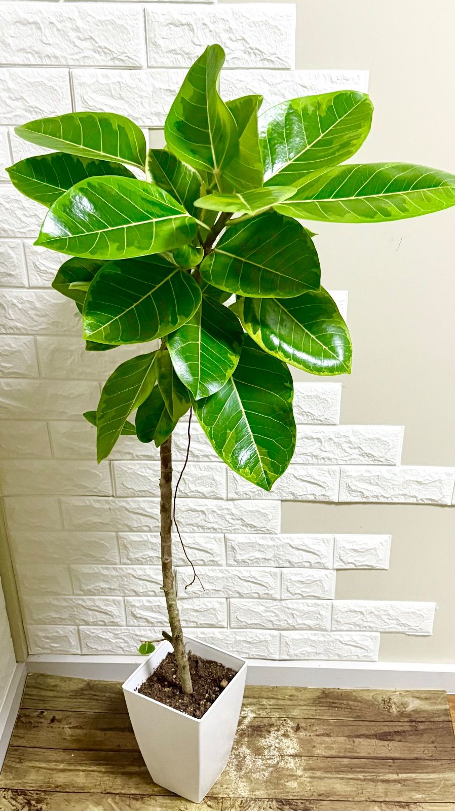 フィカス・アルテシマ⭐️一本立ち 観葉植物 - メルカリ