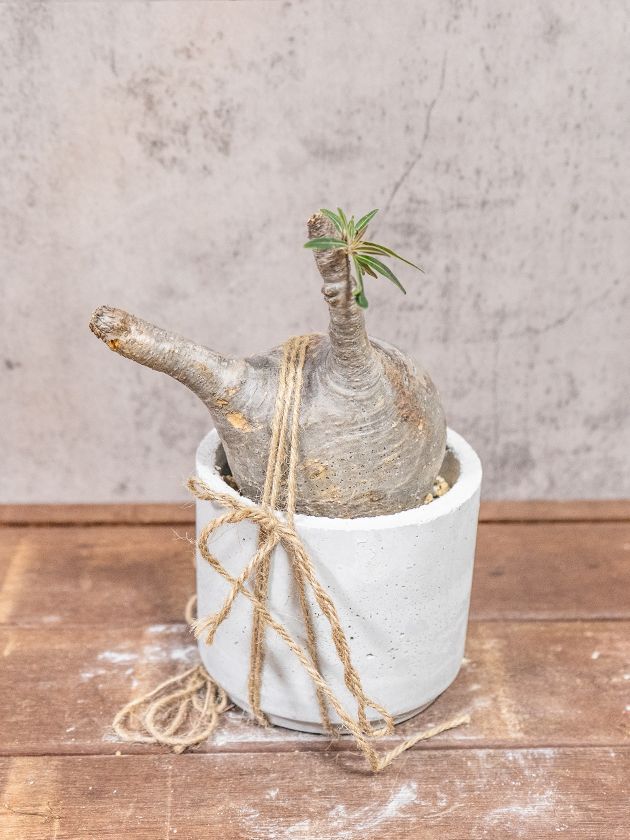 1048okb様ご依頼商品】＼送料無料／グラキリス - メルカリ