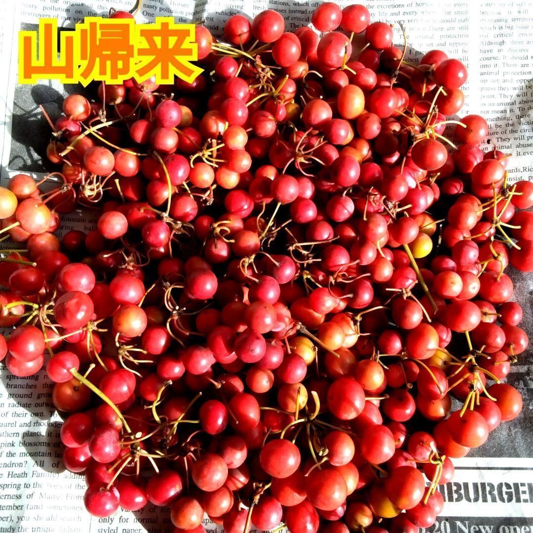 無農薬☆山帰来（サンキライ）☆赤い実☆270〜280gぐらい☆観賞