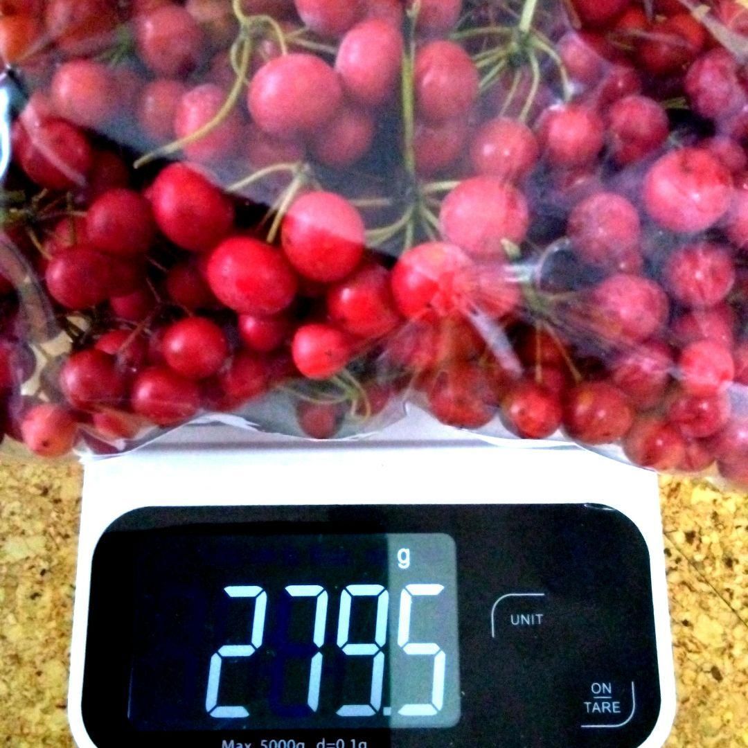 無農薬☆山帰来（サンキライ）☆赤い実☆270〜280gぐらい☆観賞