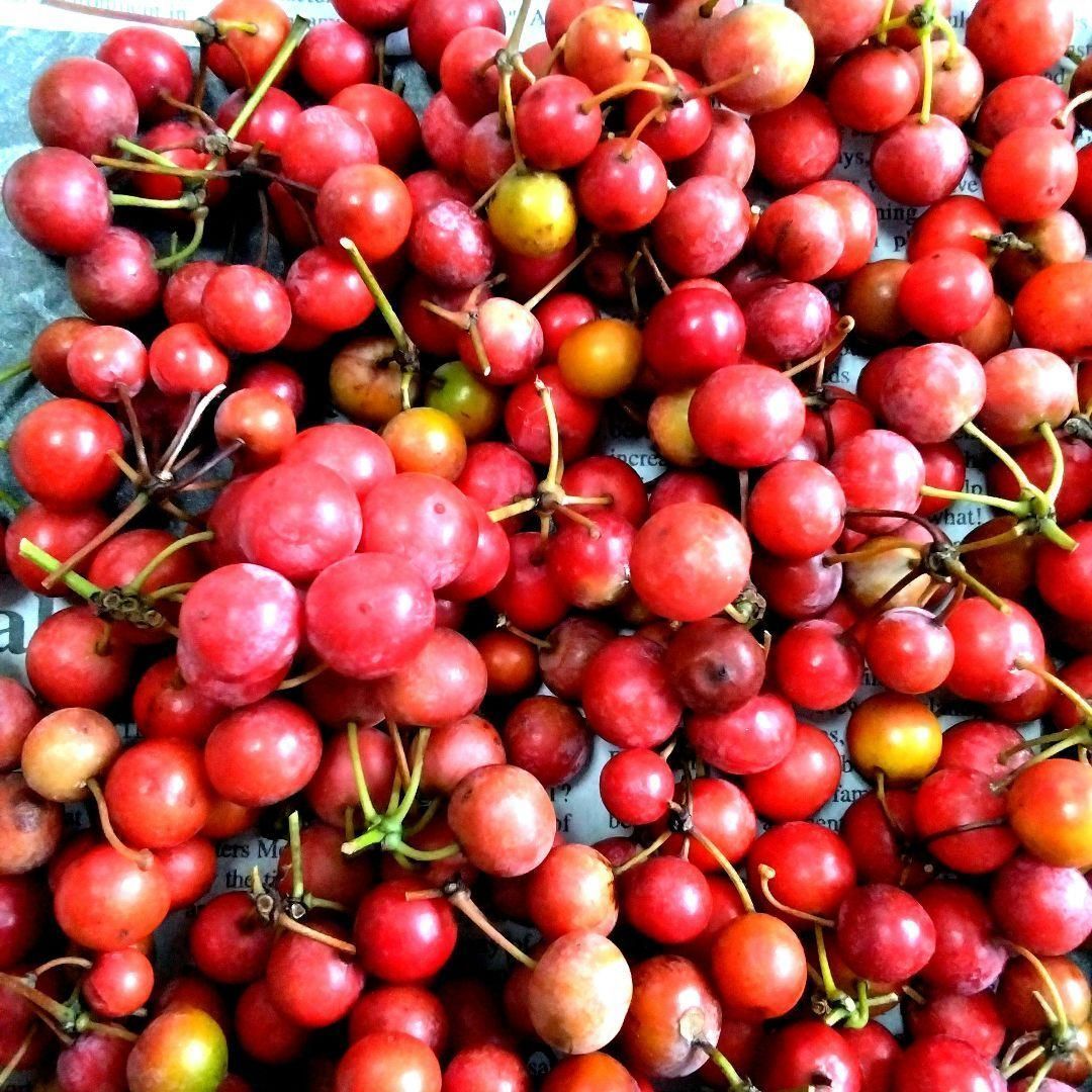 無農薬☆山帰来（サンキライ）☆赤い実☆270〜280gぐらい☆観賞