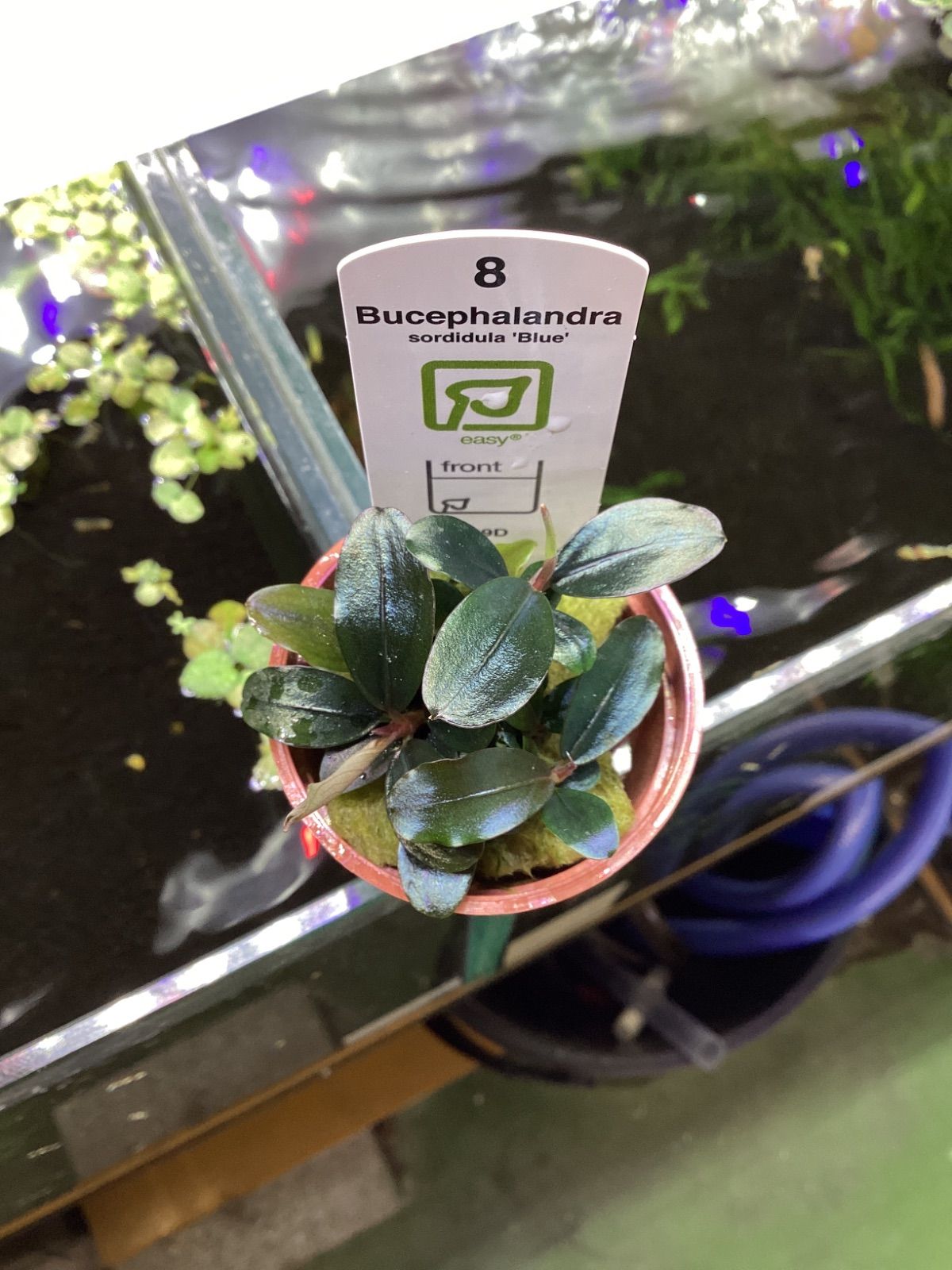 ブセファランドラ ソルディデュラ ブルー トロピカ社 - メルカリ