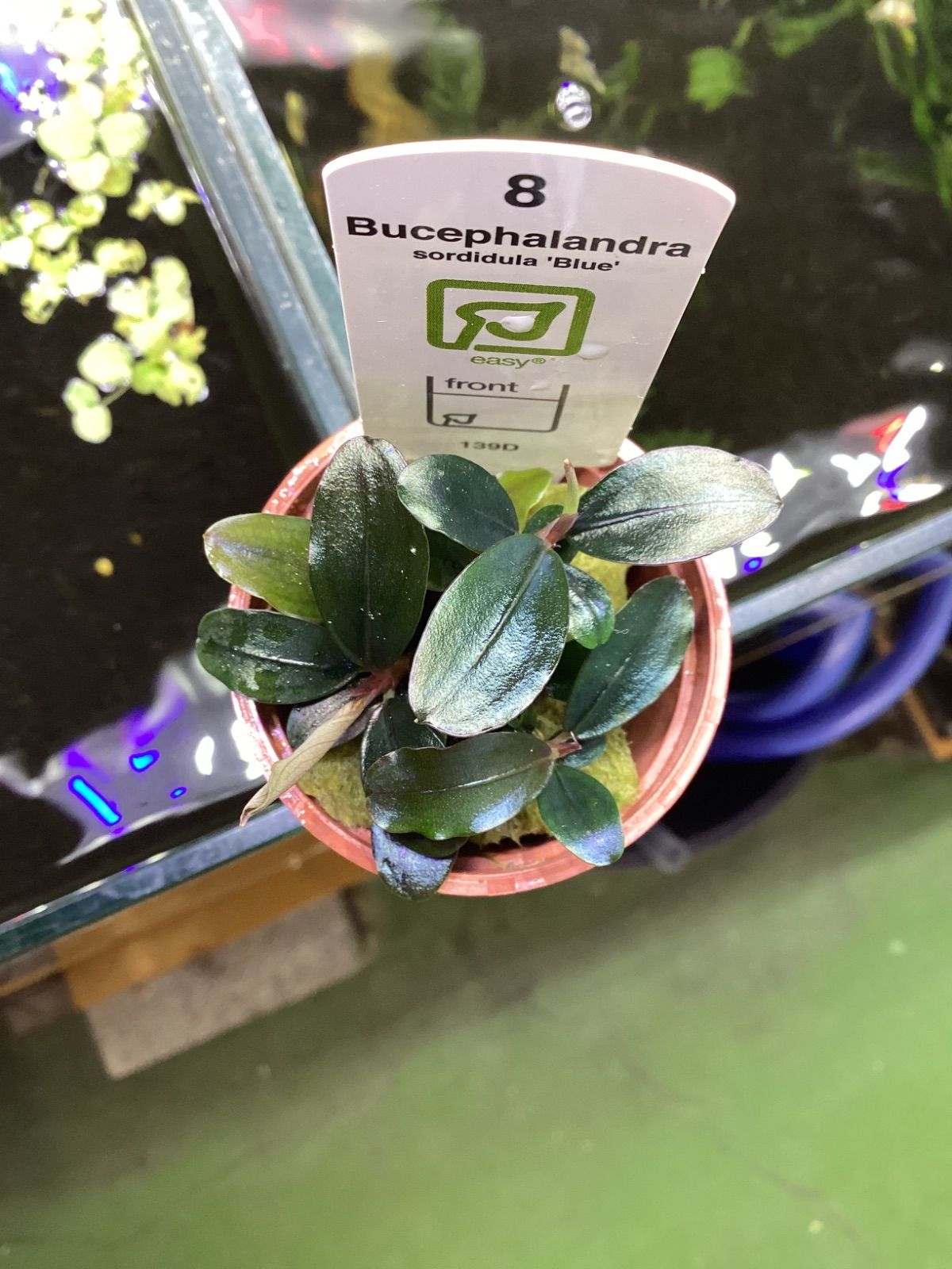 ブセファランドラ ソルディデュラ ブルー トロピカ社 - メルカリ