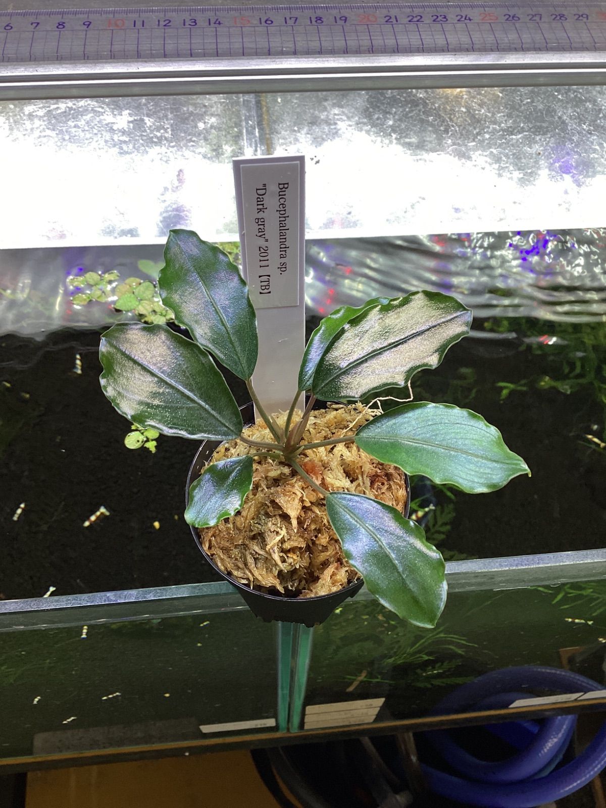 本物　【TB便】ダークグレイ　Bucephalandra sp. Yahoo!オークション - 本物保証【TB便】 Bucephalandra sp.Dark gray 2