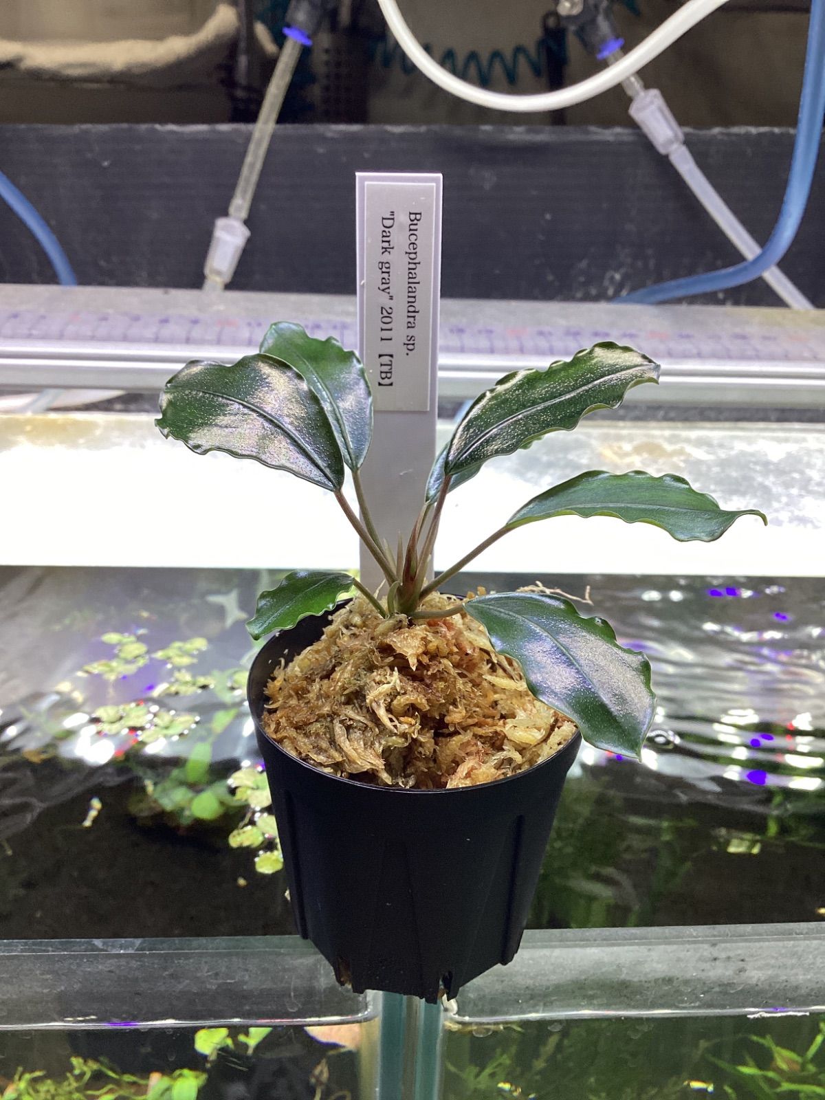 ブセファランドラ sp. ダークグレイ【TB】 - メルカリ