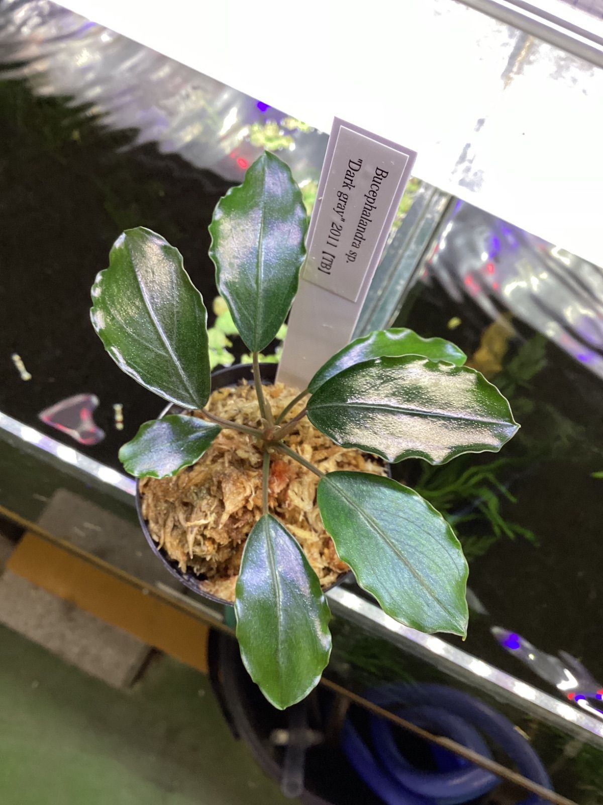 ブセファランドラ sp. ダークグレイ【TB】 - メルカリ