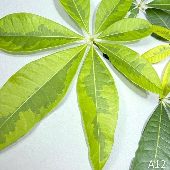 パキラ｜ミルキーウェイ × ムーンライト｜四箇所接木｜無機質用土