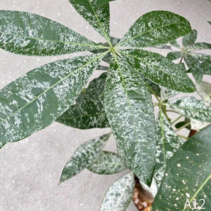 パキラ｜ミルキーウェイ × ムーンライト｜四箇所接木｜無機質用土