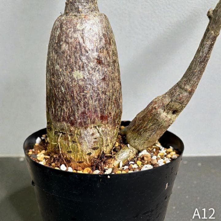 パキラ｜ミルキーウェイ × ムーンライト｜四箇所接木｜無機質用土