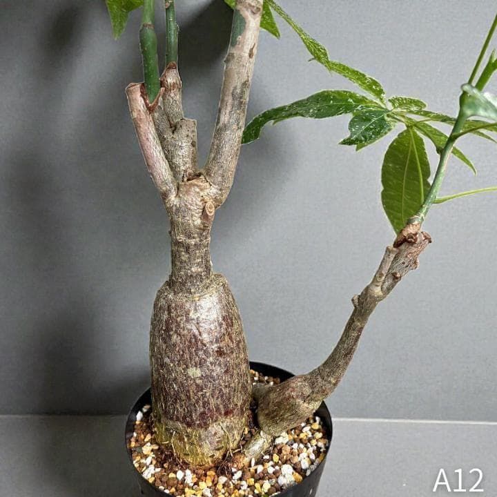 パキラ｜ミルキーウェイ × ムーンライト｜四箇所接木｜無機質用土