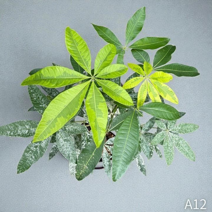 パキラ｜ミルキーウェイ × ムーンライト｜四箇所接木｜無機質用土