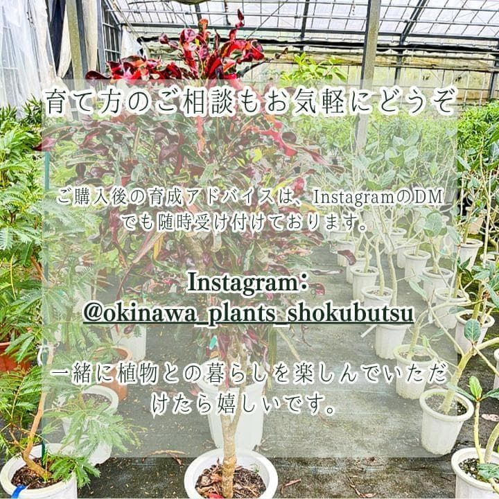 パキラ｜ミルキーウェイ × ムーンライト｜四箇所接木｜無機質用土