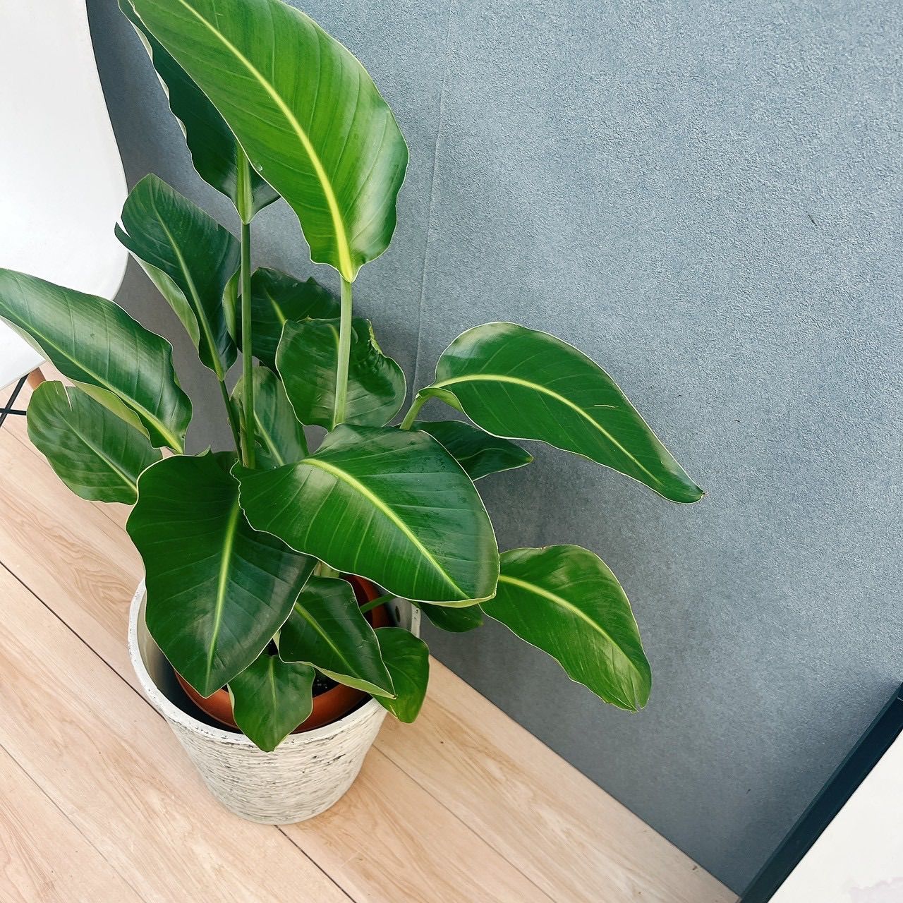 現品］☆鉢カバー付き☆ 8番 ストレリチアニコライ オーガスタ 8号