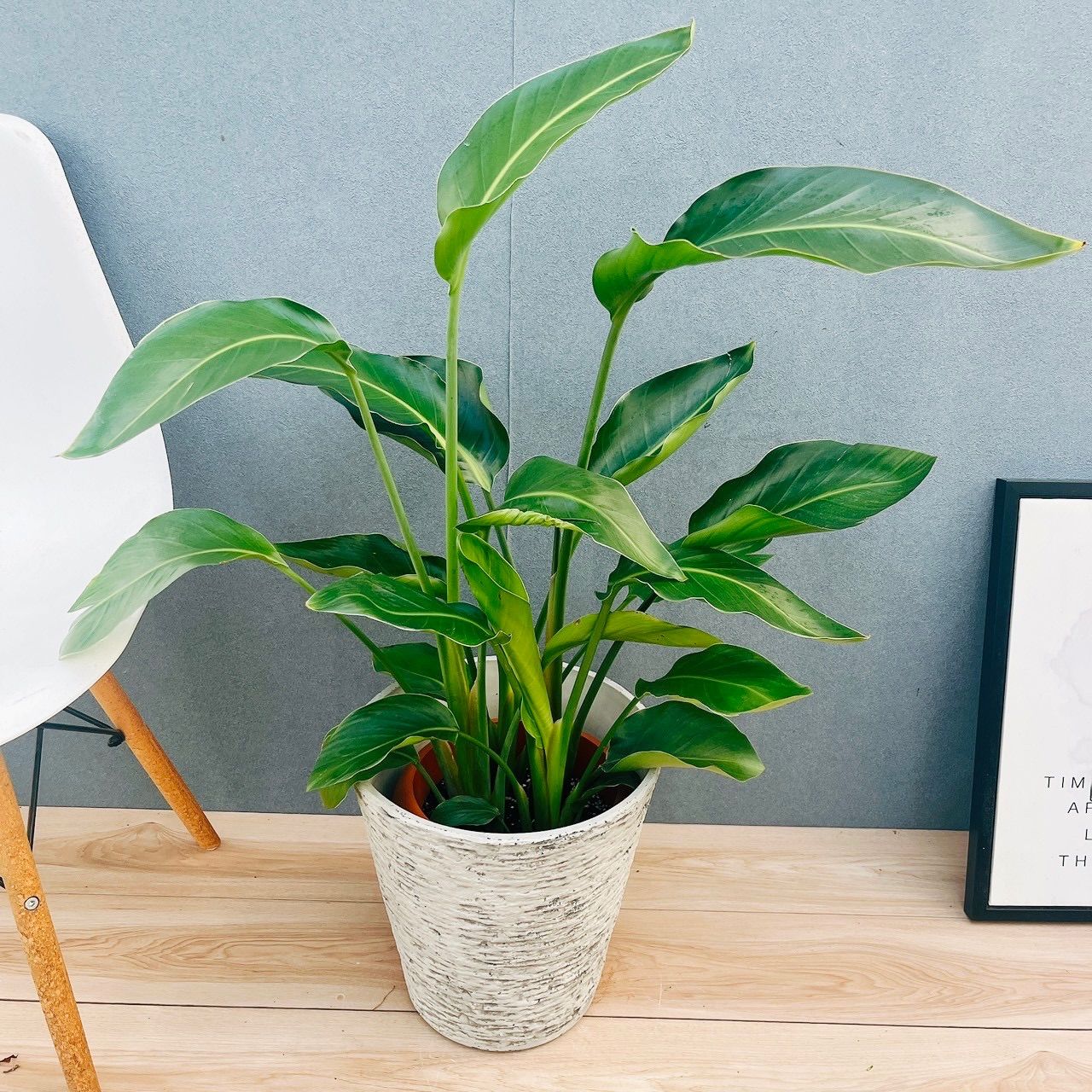 現品］☆鉢カバー付き☆ 8番 ストレリチアニコライ オーガスタ 8号